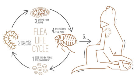 Flea life cycle. Four stages. Vector illustrationのイラスト素材