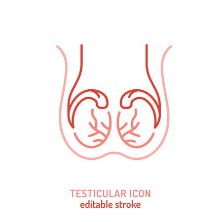 Testicles outline icon. Medical linear pictogram. Testis linear sign.のイラスト素材