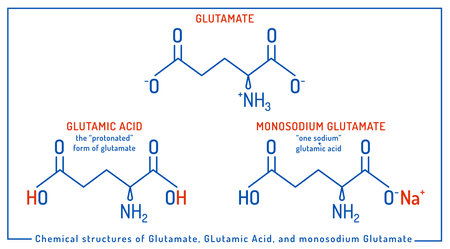 Vector illustration of chemical structures of glutamate, glutamic acid, and monosodium glutamate.のイラスト素材