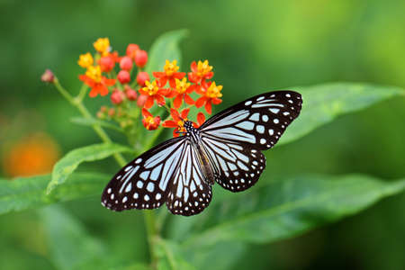 butterfly dancing on flowersの写真素材
