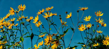 yellow flowers on sky backgroundの写真素材