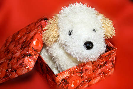 present on st.valentine day, white dog in the boxの写真素材