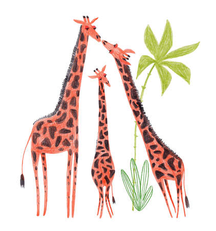 Exotic illustration with funny giraffe family and tropical plants. Animal t-shirt print. Hand drawn with colored pencils.の写真素材