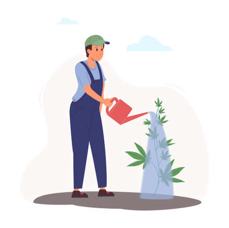 A worker pours hemp bush from a watering can. Indica, Sativa, thc. Organic marijuana, good for health is used for medical purposes and recreation.Vector illustration of growing hemp outdoors on a farmのイラスト素材