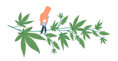 Pruning cones from hemp bush. Preparation of cannabis for further use for medical and recreational purposes. Vector illustration hand with pruner pruning hemp fruit, green plant. Modern flat styleのイラスト素材