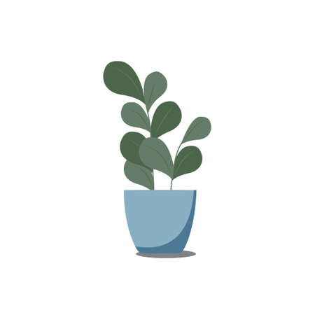 vector illustration of ficus in a pot. Green houseplantのイラスト素材