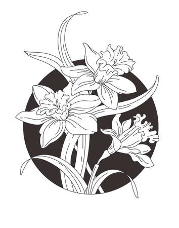Nartsyssy, bouquet of spring flowers. .Daffodils for tattoo. Vector line artのイラスト素材