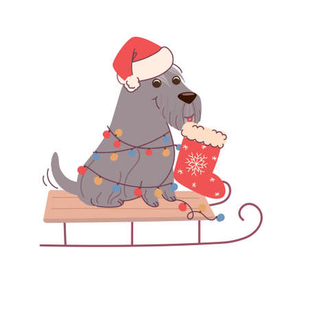 Christmas card with dog schnauzer holding a sock for gifts. vector greeting card in flat style on white backgroundのイラスト素材