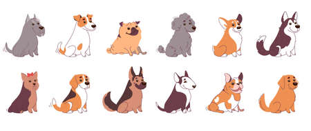 Dogs of different breeds collection. Husky, Labrador, Bull Terrier, Welsh Corgi, Poodle, Pug, Bulldog, German Shepherd, Jack Russell Terrier, Schnauzer and Yorkshire Terrier. Vector set in flat style.のイラスト素材