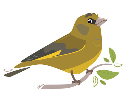 Greenfinch Green bird. Vector illustration of a feathered character. The bird sits on a branch. Cute art in flat cartoon style. Isolated on white backgroundのイラスト素材