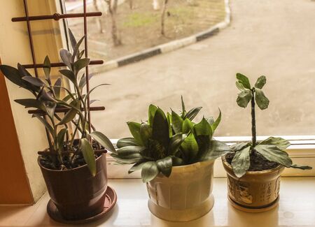 green houseplants in pots standing on a windowsillの写真素材