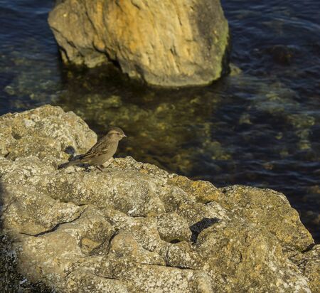 sparrow sits on a stone over sea waterの写真素材