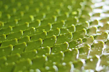 Thai dessert, Green coconut sweet pudding or "Kanom Piak poon" (Thai language)の写真素材