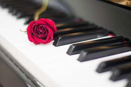 Valentines Day: Red rose on piano keyboard blurred background for various events: anniversary, celebration, love, wedding, surprised gift, birthday party, graduation, engagement, party and sharingの写真素材
