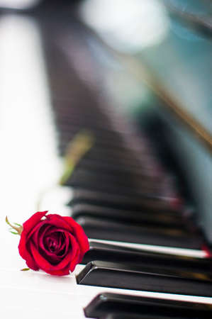 Valentines Day: Red rose on piano keyboard blurred background for various events: anniversary, celebration, love, wedding, surprised gift, birthday party, graduation, engagement, party and sharingの写真素材