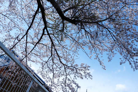 Cherry blossoms in full bloom in Tokyo, Japan in springの写真素材