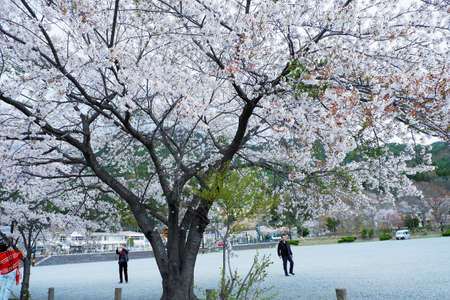 Cherry blossom in Kawaguchiko lake, Japan.の写真素材