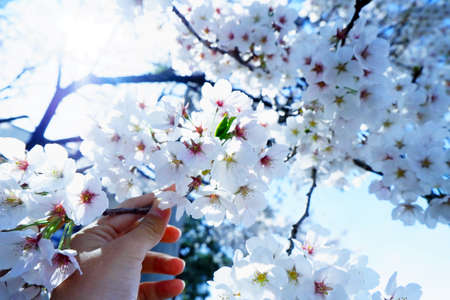 Hand hold bouquet of white Sakura Cherry bloom from the fresh tree Street photography of hand holding bouquet of white cherry blossom in springtime Tokyo Japan under blue skyの写真素材