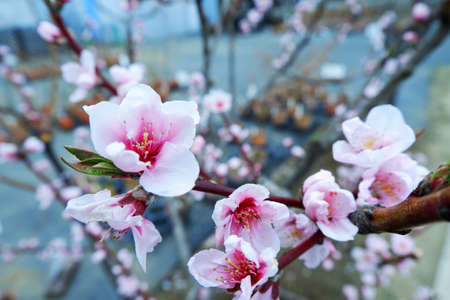 Beautiful peach blossom in spring, close-up, selective focusの写真素材