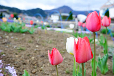 Tulip flower blooming in the garden with nature background.の写真素材