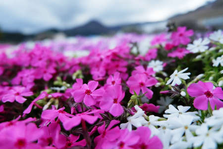 pink and white phlox flowers in the garden, selective focusの写真素材