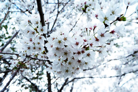 cherry blossom in springtime, beautiful white flowers on treeの写真素材