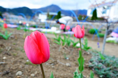 Pink tulips in the garden. Selective focus. Nature.の写真素材