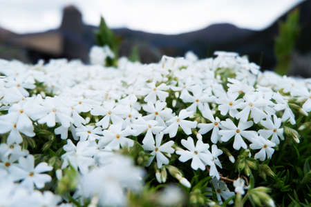 Beautiful white phlox flowers in the garden close-upの写真素材