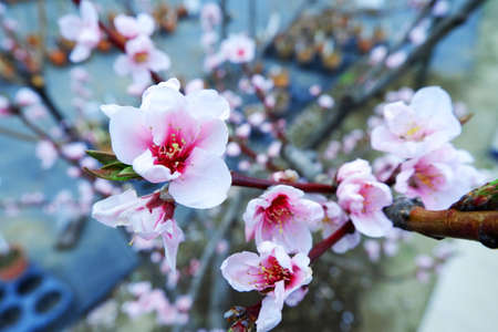 Peach blossom in spring, close-up, selective focusの写真素材