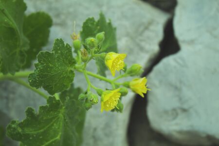 Yellow flowers on a gray stone background, to decorate your nature presentation