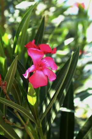 Pink flower with green leaves in the middle of the city surviving from the smoke