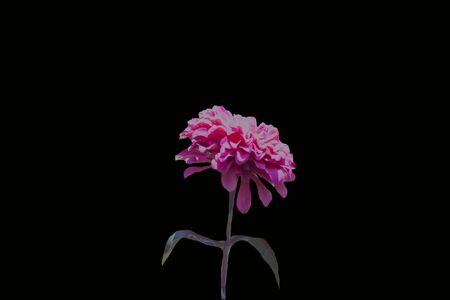 Pink flower on a black background with its green leavesの写真素材