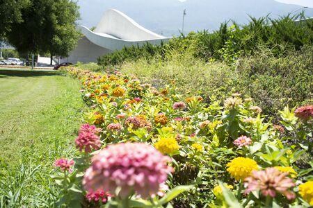 Multi-colored flowers in your gardenの写真素材