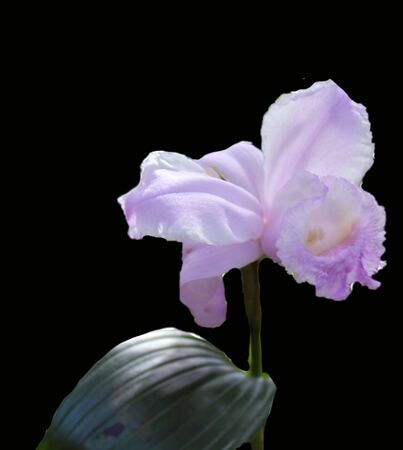 lilac orchid on a black background with its green leavesの写真素材