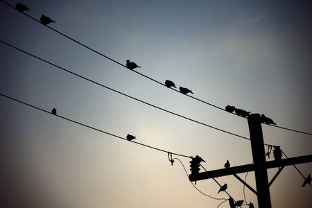 birds perched on the wires of the electrical installationの写真素材
