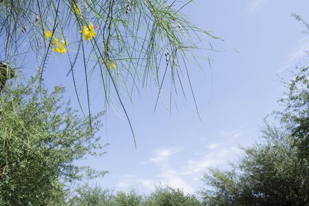 treetops overlooking the Mexican skyの写真素材