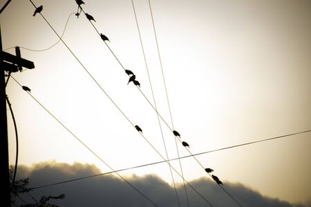 birds perched on the wires of the electrical installationの写真素材