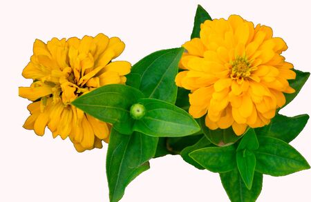 White background with flowers for a perfect wallpaperの写真素材