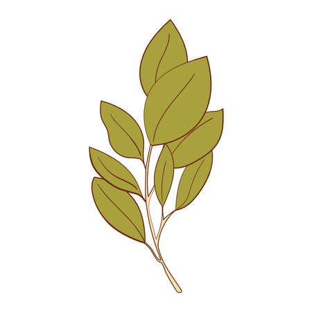Ecology leaf concept. Isolated on white background. Vector botanical illustration. Hand-drawn doodle floral elements. Spring and summer flower and plant vector in line art outline style.のイラスト素材