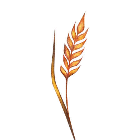 Watercolor wheat, oat, spikelets of rye product illustration. Painted isolated natural organic fresh...