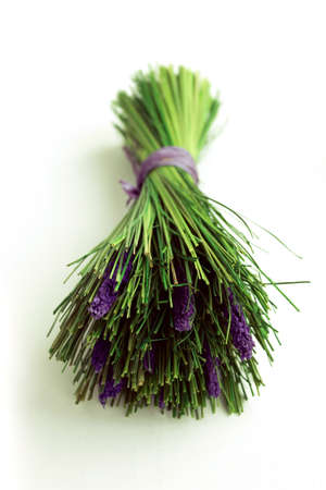 A bunch of lavender flowers on a white background  Dried flowersの写真素材