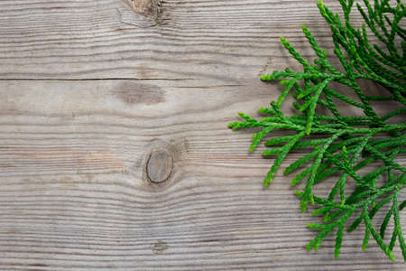 Green branch on wooden background
