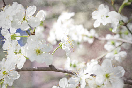 beautiful closeup spring blossoming tree. Vintage Flowers