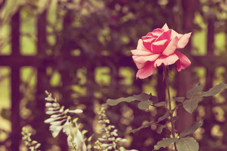 Vintage rose. Floral backgroundの写真素材
