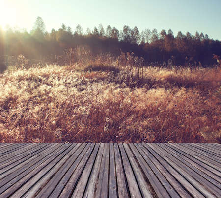Beautiful sunlight in the autumn forest with wood planks floor. Beauty nature backgroundの写真素材