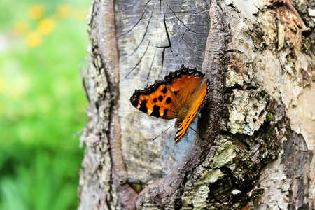 Beautiful butterflyの写真素材
