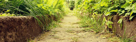 Footpath on th green grassの写真素材