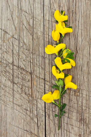 Beautiful yellow flowers on wooden rustic backgroundの写真素材