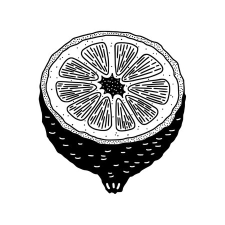 Simple vector image of cut lemonのイラスト素材