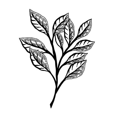 Outline graphic logo of plant leaves against white backgroundのイラスト素材